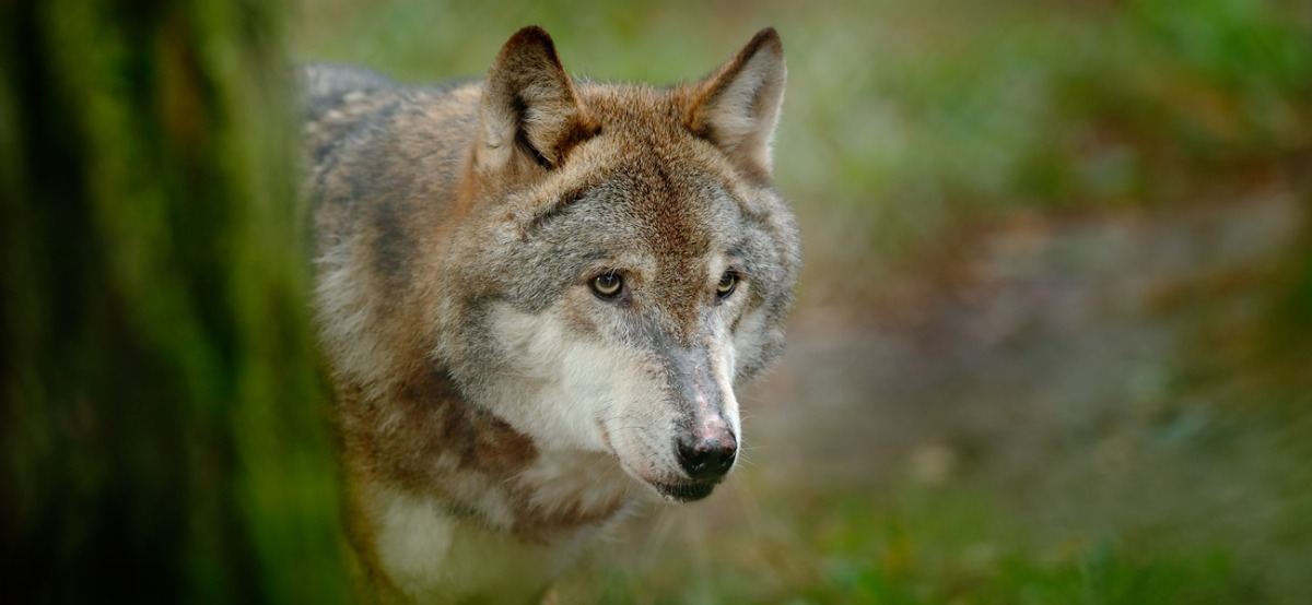 Soñar con Lobo | diccionario del significado de los sueños | MujerdeElite